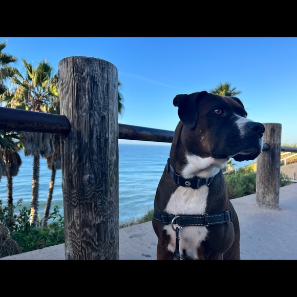 Meet your Posh Ambassador, Elizabeth - Picture 11 of 15